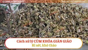 Cách xử lý cùm khóa giàn giáo rỉ sét